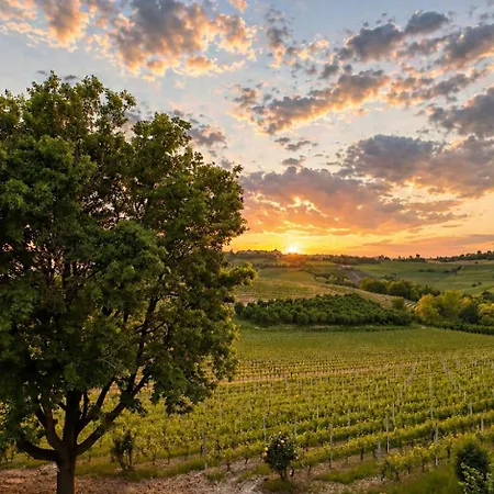 Irene Langhe * Monforte dʼAlba